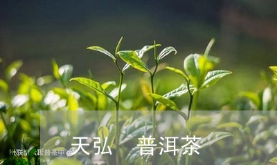 天弘 普洱茶/2023042817311